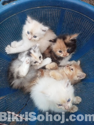 Traditional Persian Kittens